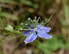 Image of Nigella elata Boiss.