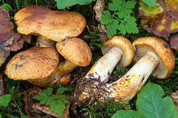 Imagem de Cortinarius rubicundulus (Rea) A. Pearson 1946