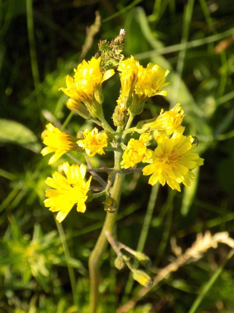 Image of Crepis praemorsa (L.) Tausch