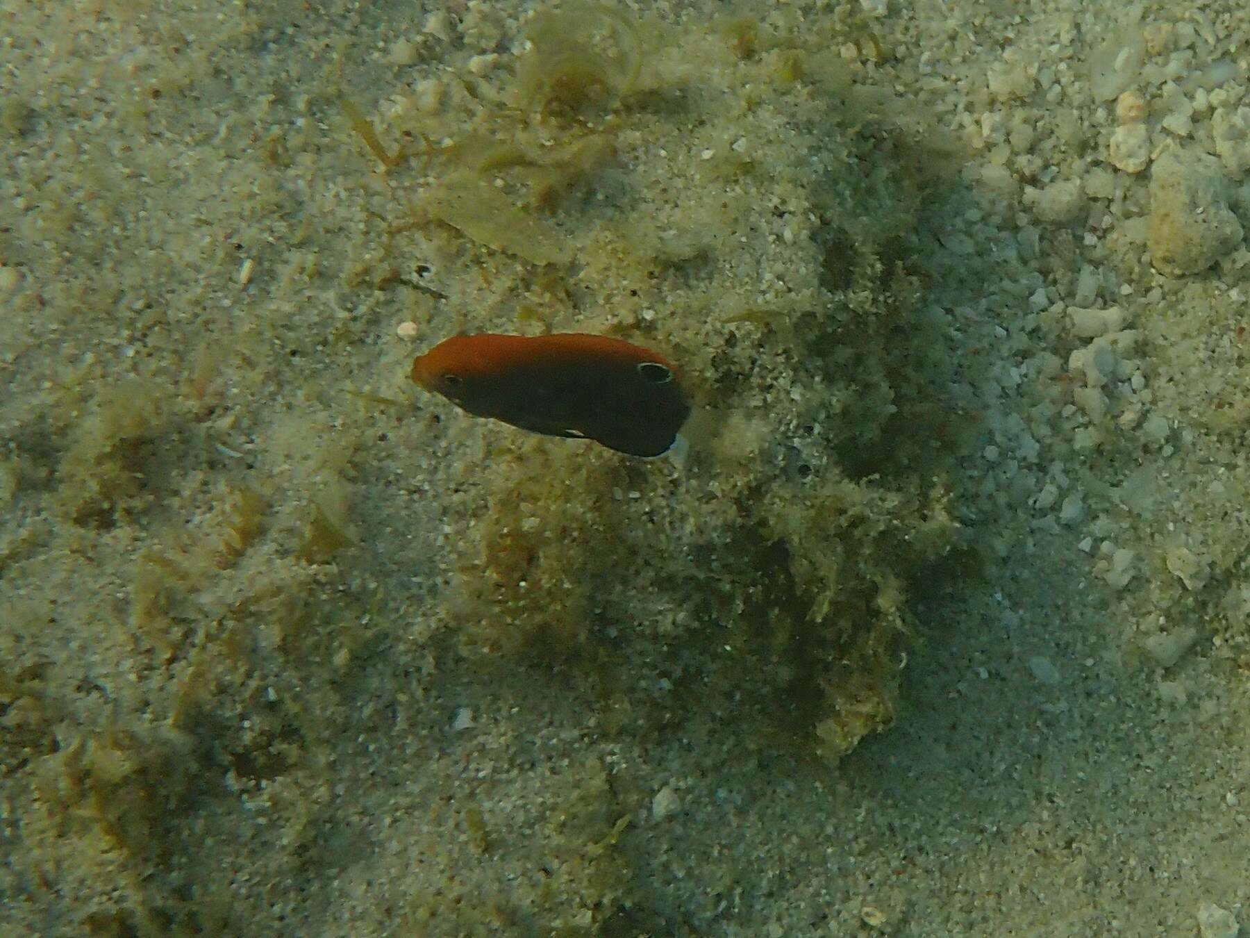 Image of White-tail damsel