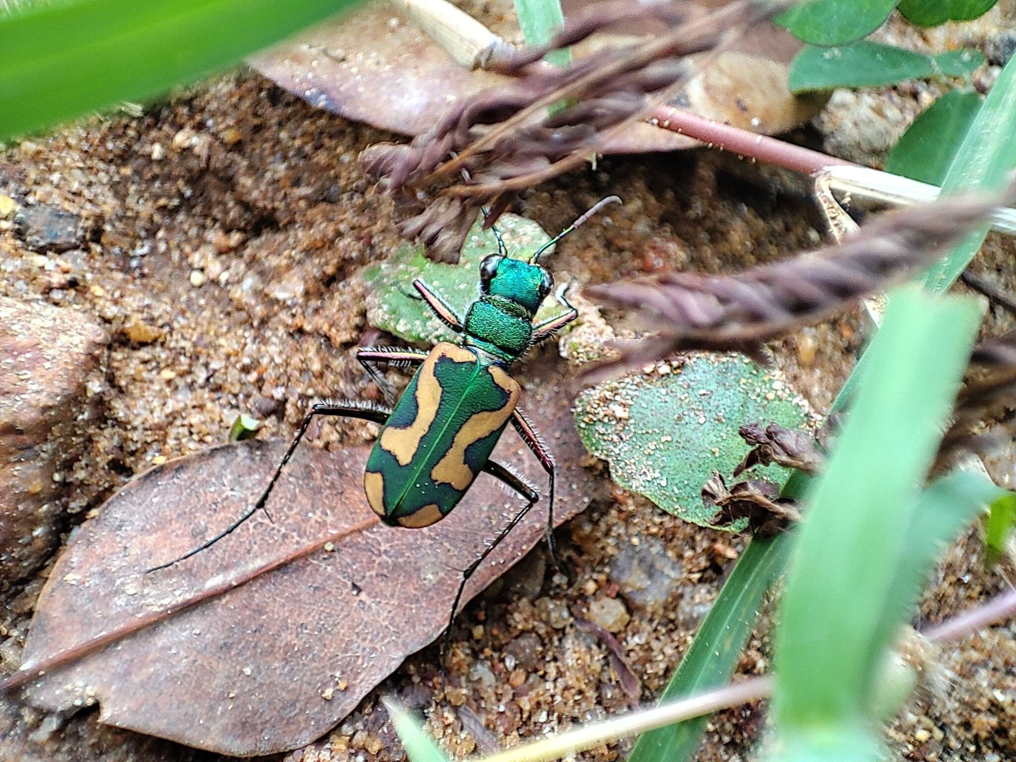 Image of Cicindela (Ancylia) calligramma Schaum 1861