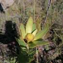 Image of Leucadendron elimense subsp. salteri I. J. M. Williams