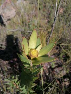 Image of Leucadendron elimense subsp. salteri I. J. M. Williams