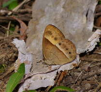 Image of Orange Bush-brown