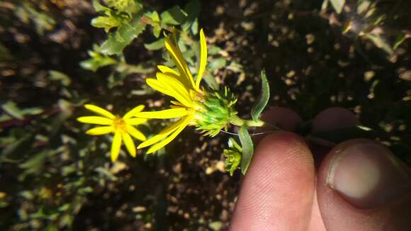 Image of Grindelia tarapacana Phil.