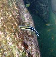 Image of Blue diesel wrasse