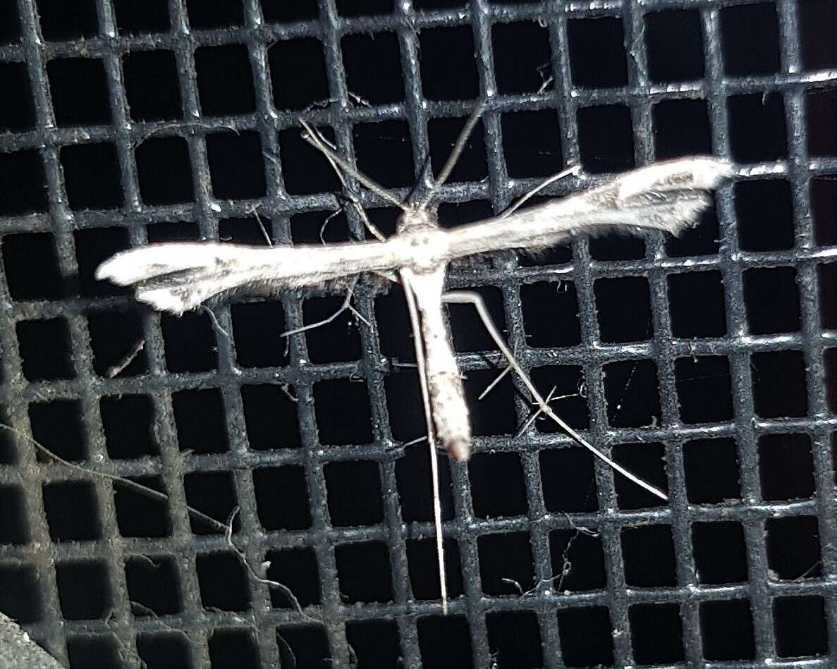 Image of Lantana plume moth