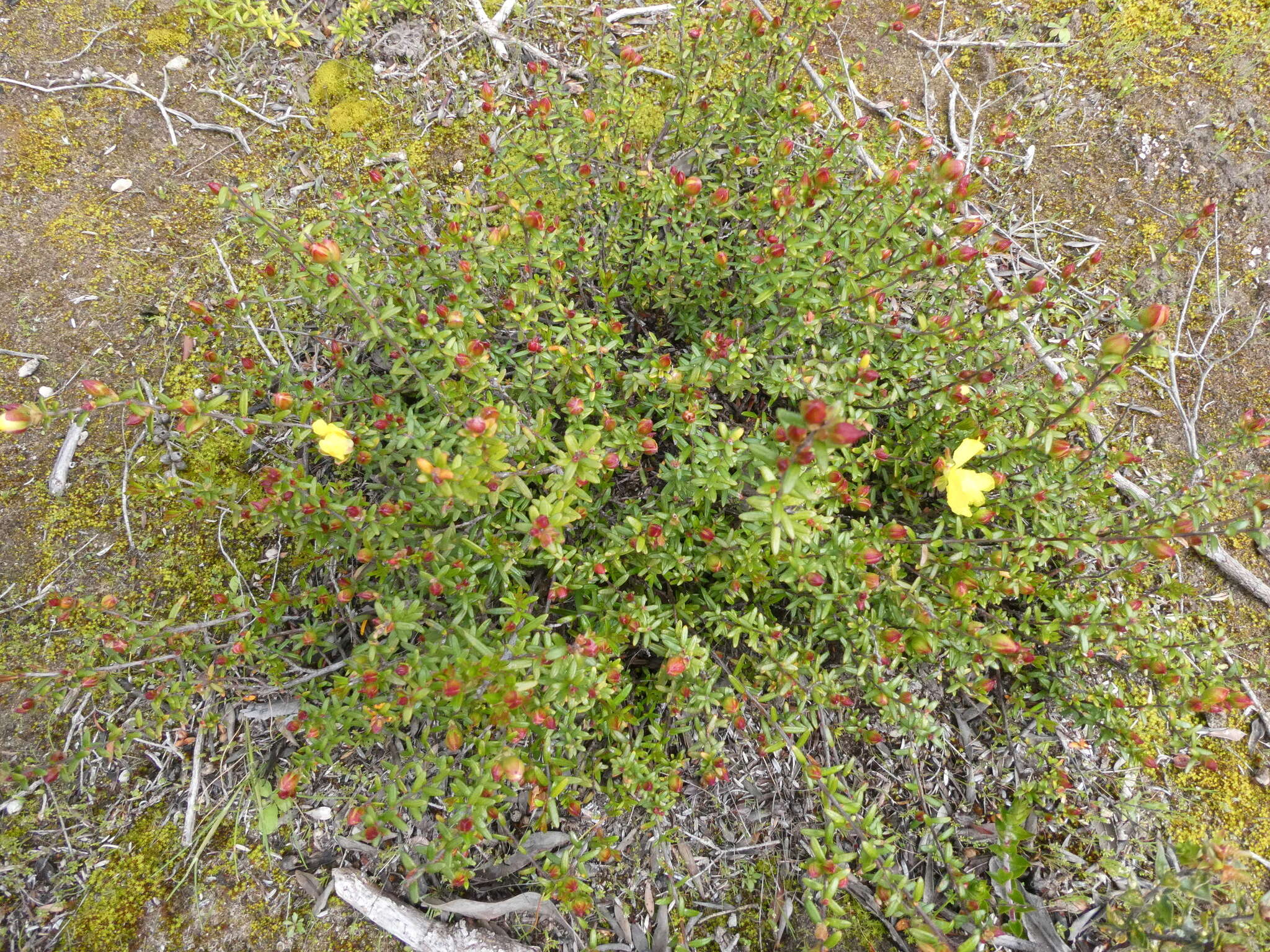 Plancia ëd Hibbertia platyphylla subsp. platyphylla