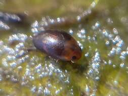 Image de Suphisellus puncticollis (Crotch 1873)