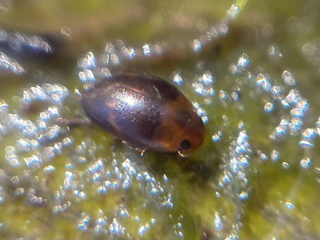Image de Suphisellus puncticollis (Crotch 1873)