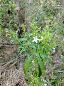 Image of Goatweed