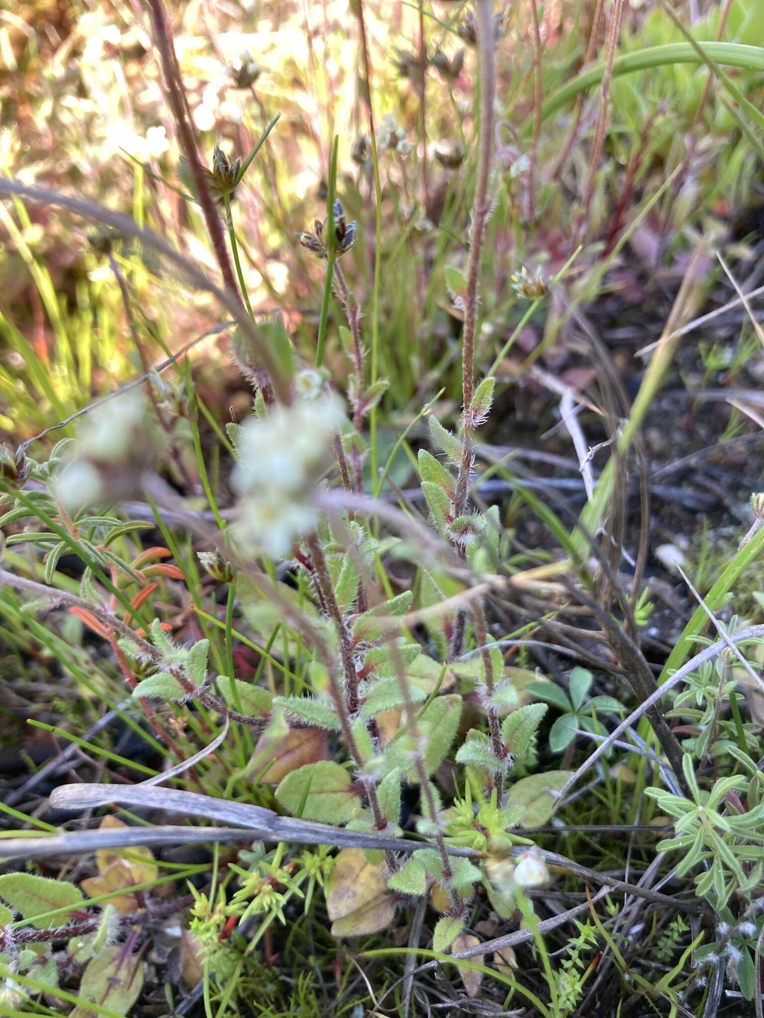 Image of Phyllopodium capillare (L. fil.) O. M. Hilliard