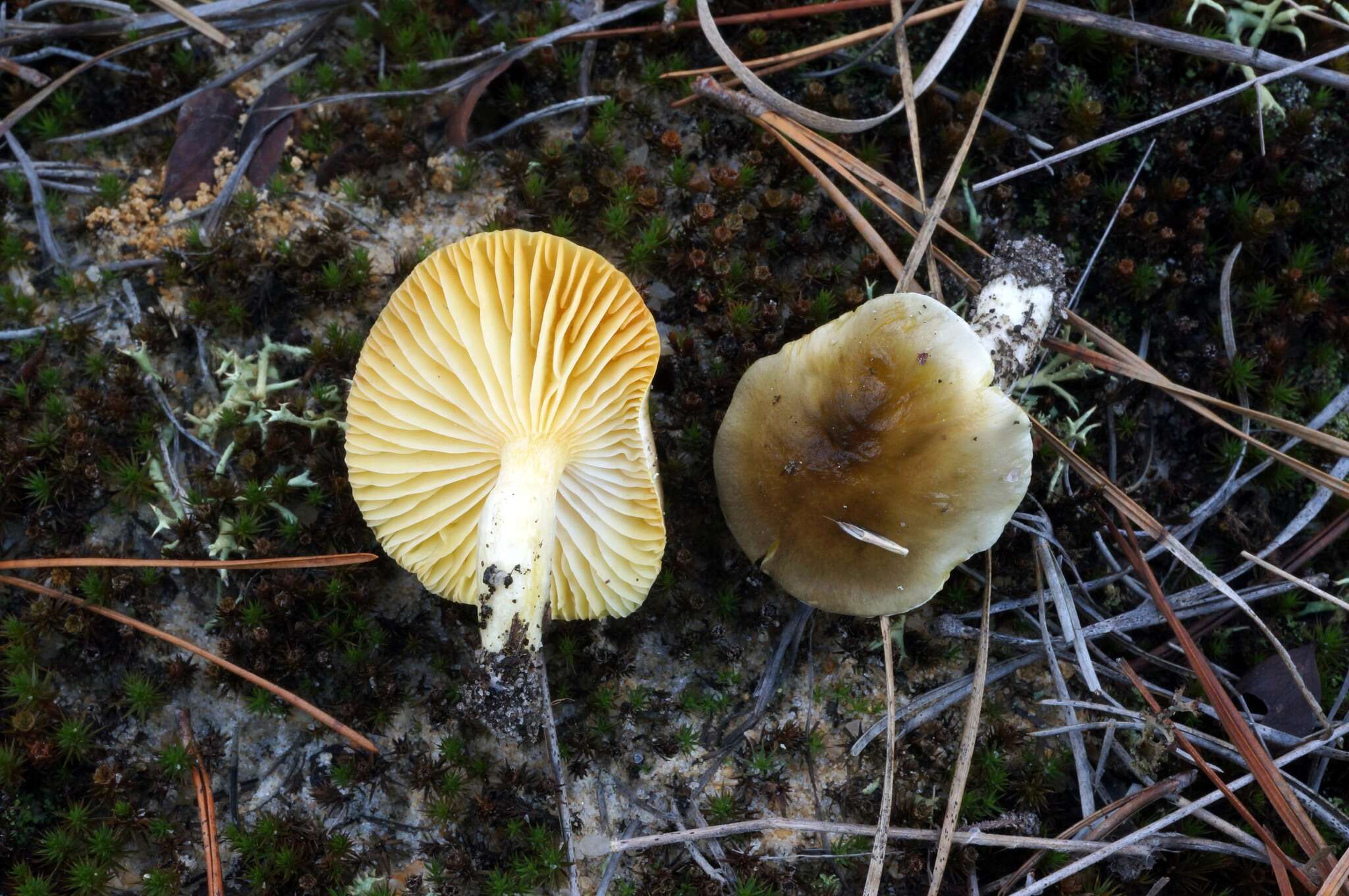 Слика од Hygrophorus hypothejus (Fr.) Fr. 1838