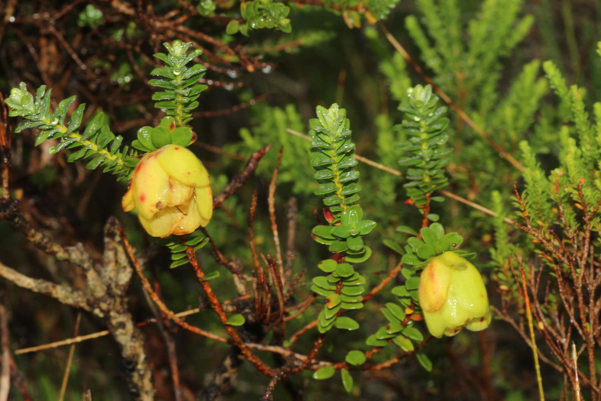 Image de Darwinia collina Gardn.