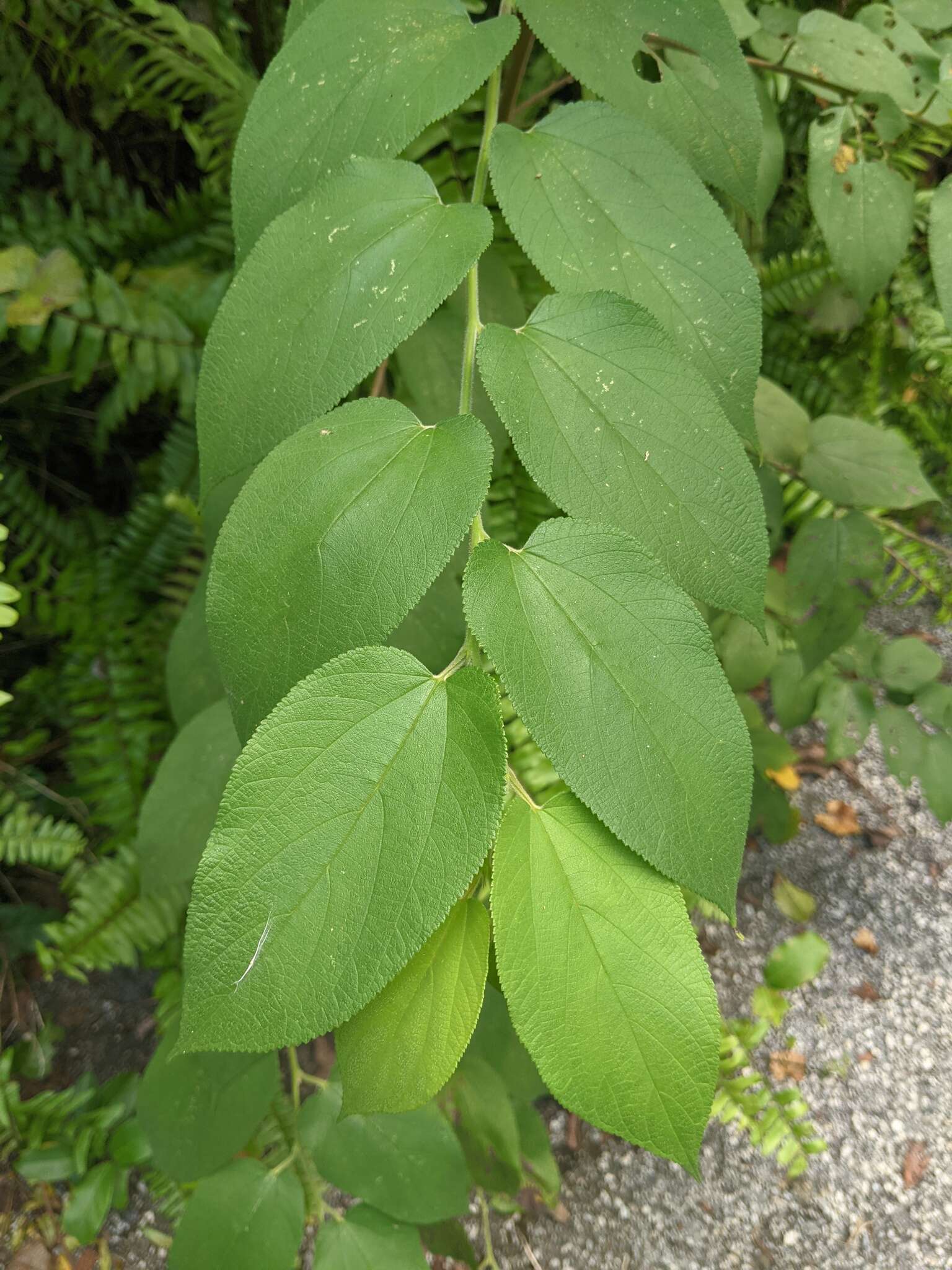 Image of <i>Trema micrantha</i> var. <i>floridana</i> (Britton ex Small) Standl. & Steyerm.