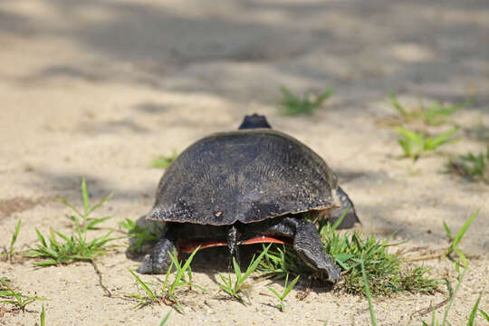 Image of American Red-bellied Turtle