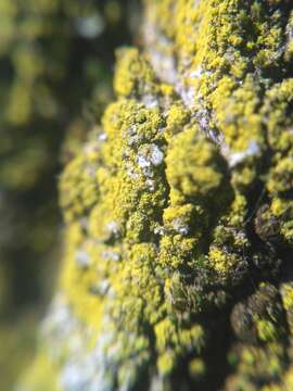 Image of eggyolk lichen