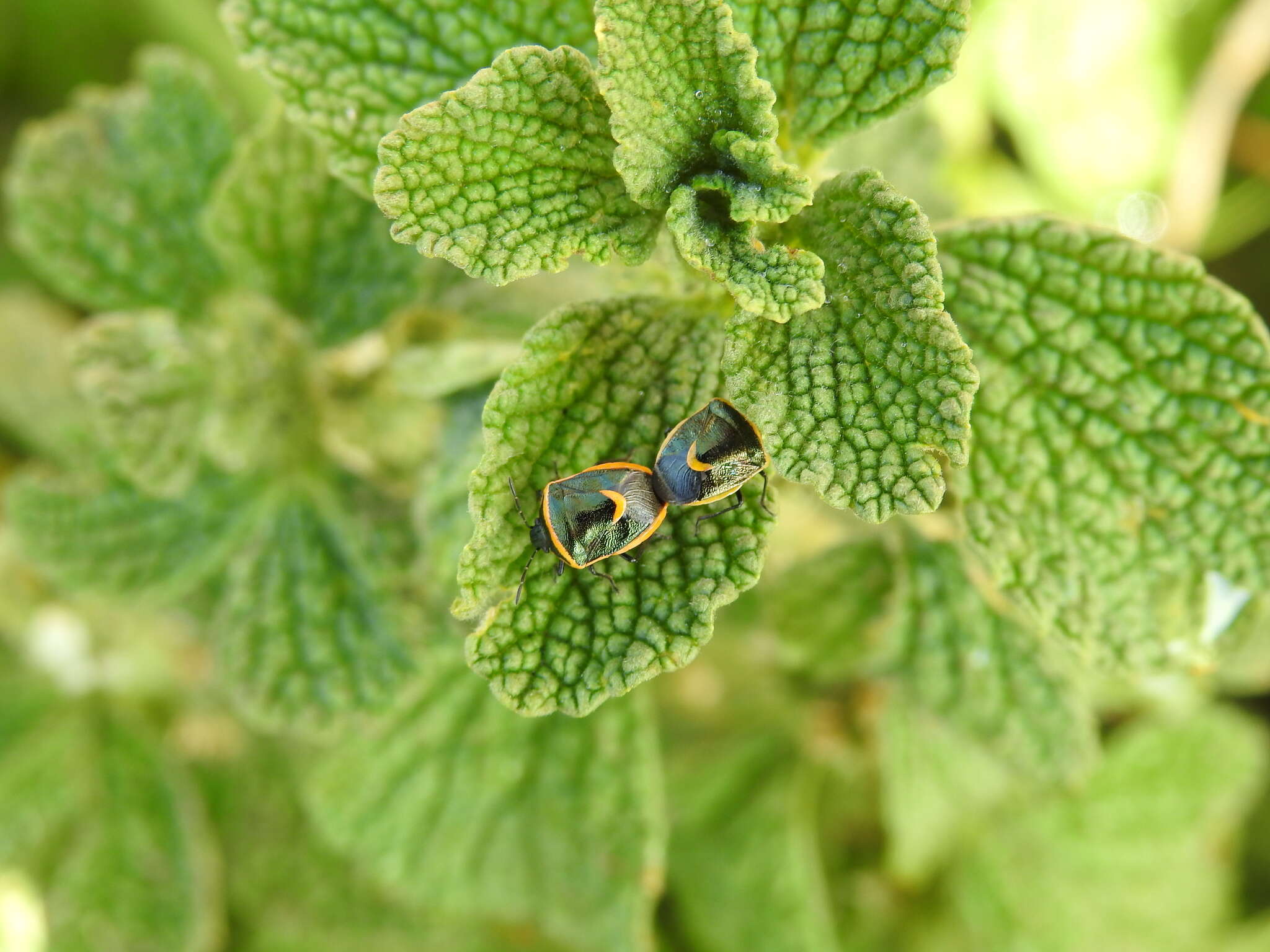 Image of Cosmopepla decorata (Hahn 1834)