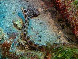 Image of Leopard Eel