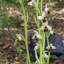 Image of Ophrys fuciflora var. ziyaretiana (Kreutz & Ruedi Peter) Faurh. & H. A. Pedersen