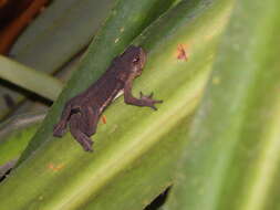 Image of Pseudobufo Tschudi 1838