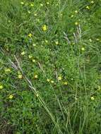 Image of common heathgrass