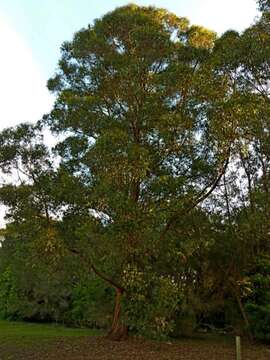 Image of yellow stringybark