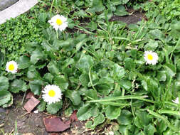 Image of Daisy