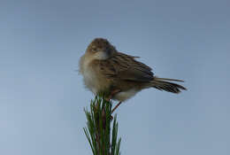 Image of Madagascan Cisticola