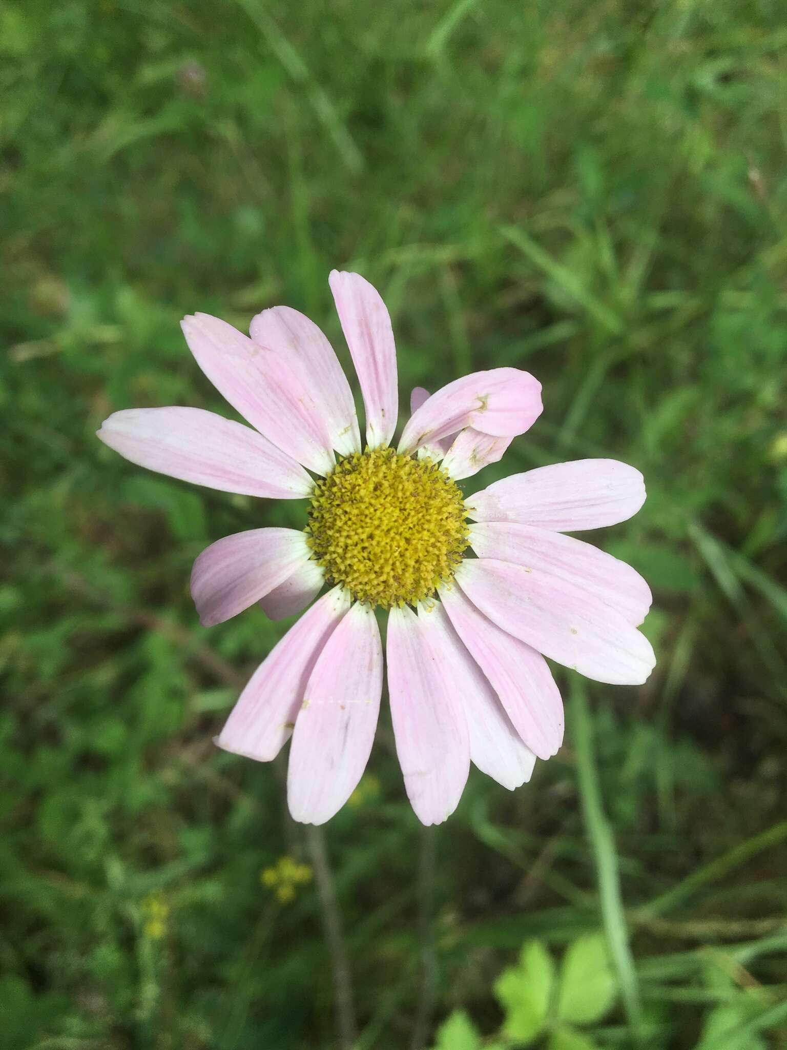 Image of pyrethum daisy