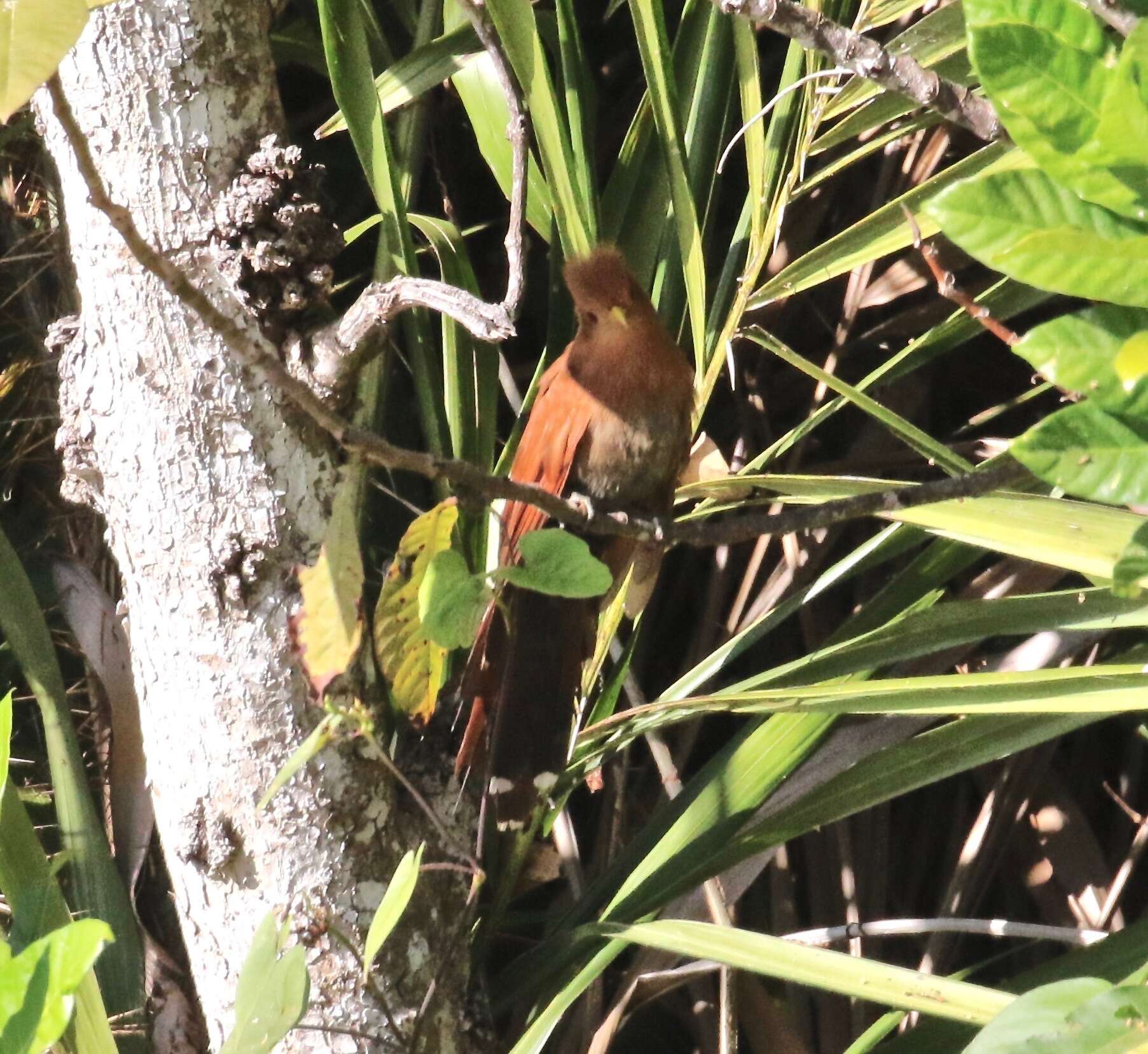 Image of Little Cuckoo