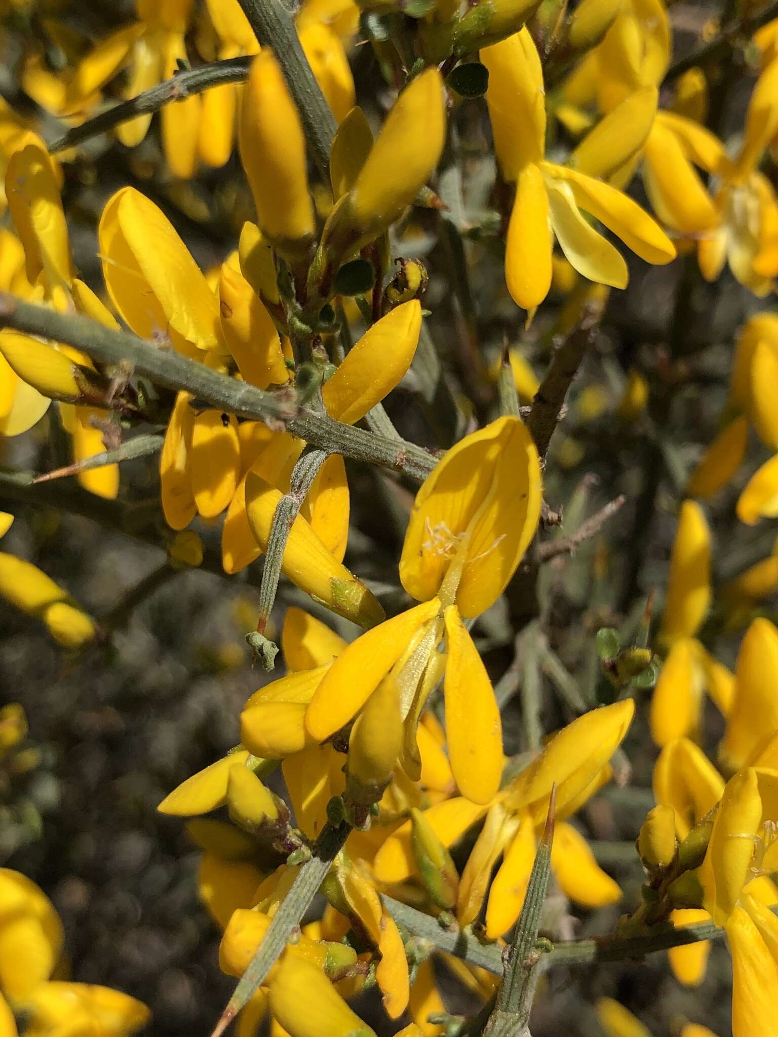 Image of Genista scorpius (L.) DC.