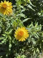 Plancia ëd Xerochrysum bracteatum (Vent.) Tzvelev