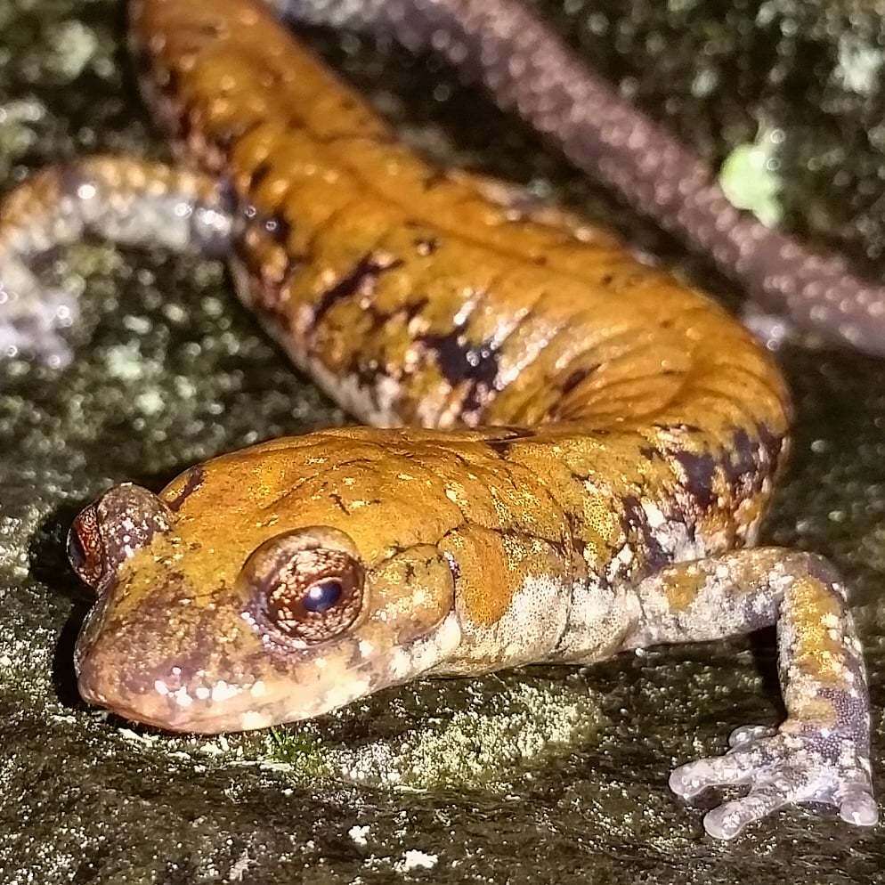 Image de Plethodon petraeus Wynn, Highton & Jacobs 1988