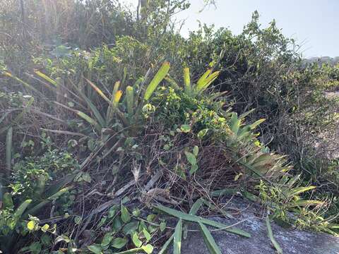 Image of Neoregelia cruenta (Graham) L. B. Sm.