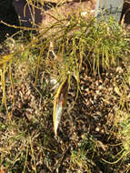 Image of horsetail milkweed