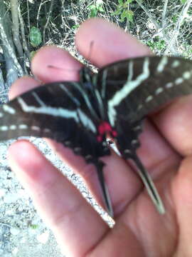 Image of Neographium