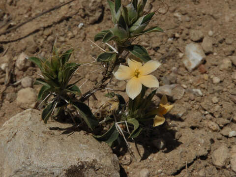 صورة Barleria eranthemoides R. Br. ex C. B. Cl.