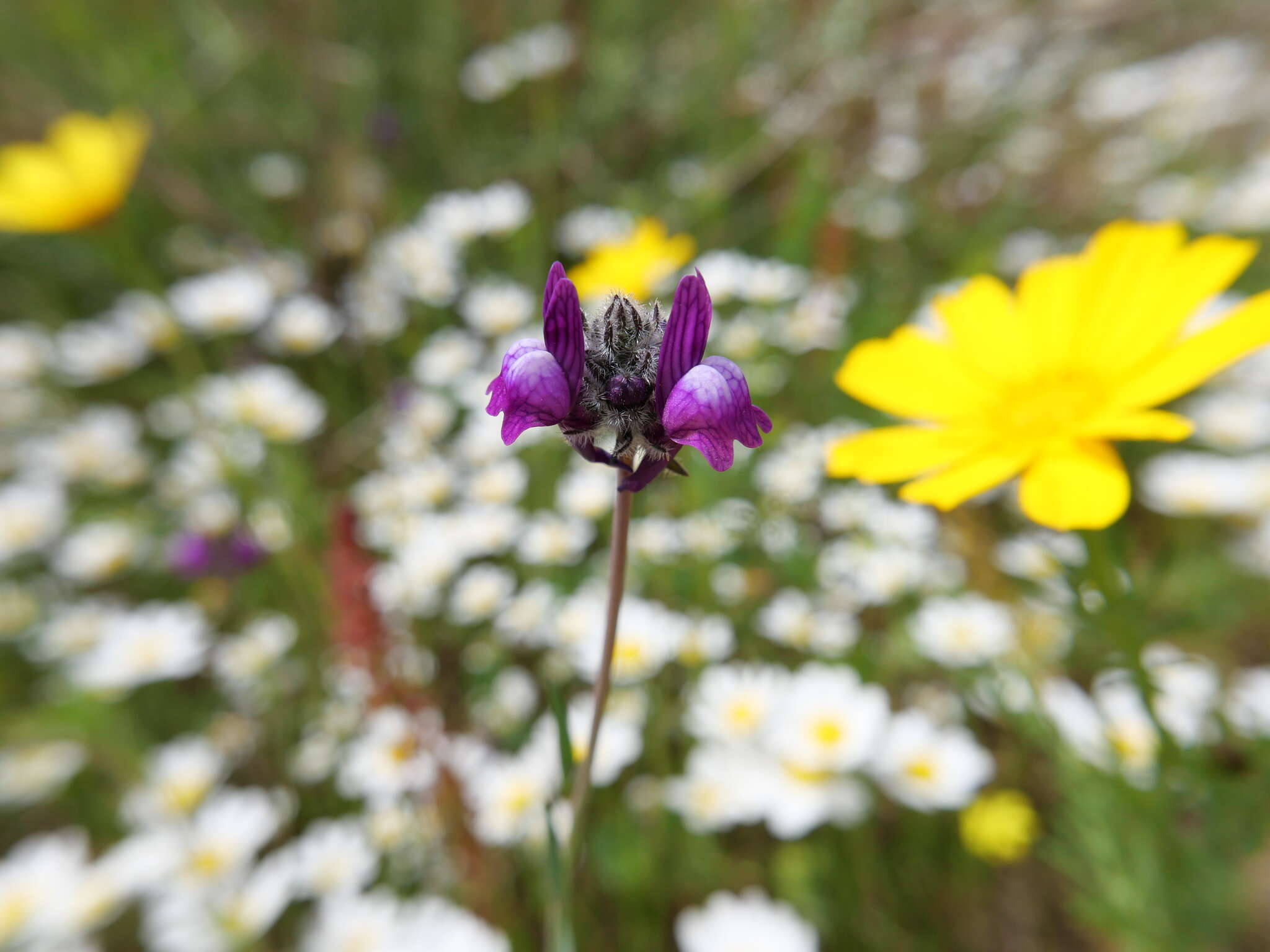 Image of Linaria joppensis Bornm.