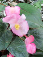 Image of Begonia palmata D. Don