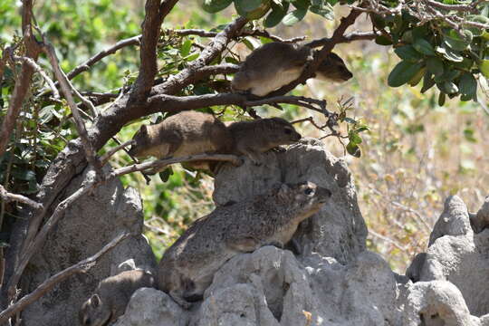 Image of Bush Hyrax