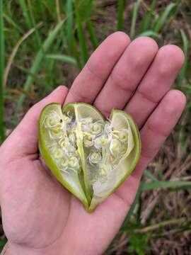 Imagem de Cochlospermum orinocense (Kunth) Steud.