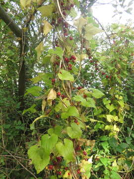 Image of Dioscorea communis (L.) Caddick & Wilkin