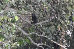 Image of Greater Spot-nosed Guenon