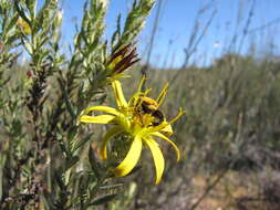 Image de Cullumia micracantha DC.