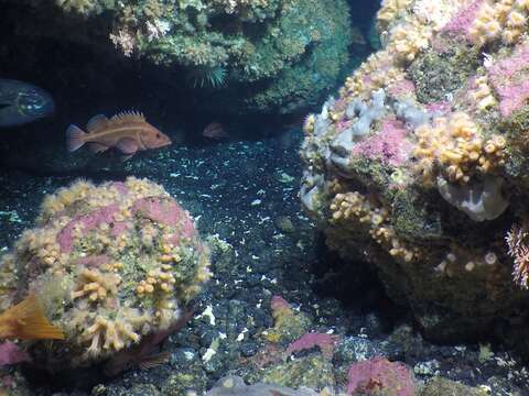 Image of Yelloweye rockfish