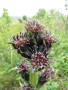 Saussurea baicalensis (Adams) Robins. resmi