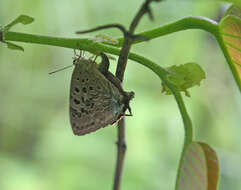 Image de Arhopala nicevillei Bethune-Baker 1903