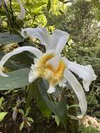 Image of Sobralia chrysostoma Dressler