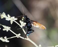 Image of Pepsis basifusca Lucas 1895